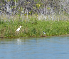 Cattle Egret and Black-necked Stilt